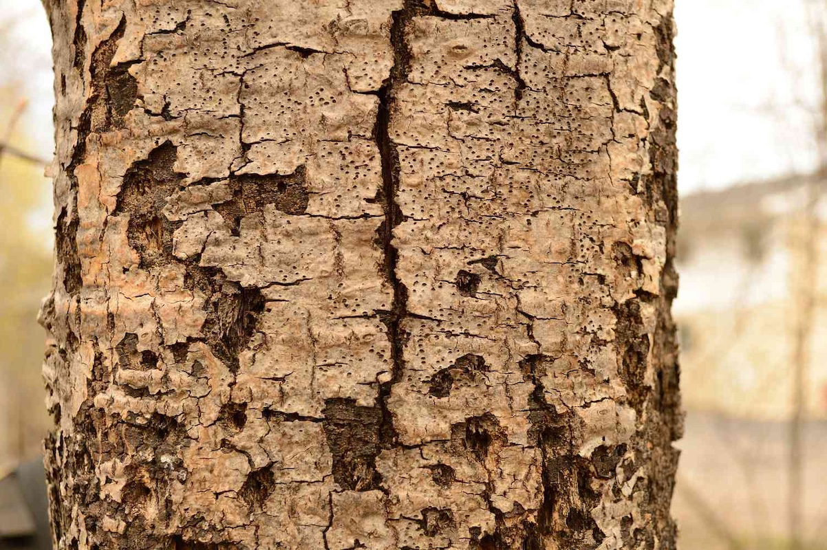 Common Tree Diseases in South Carolina & How to Treat Them hero image