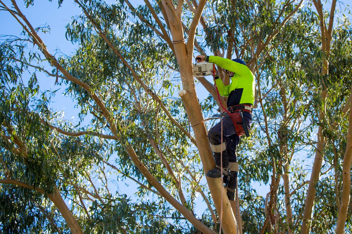 The Importance of Hiring a Certified Arborist for Tree Care hero image