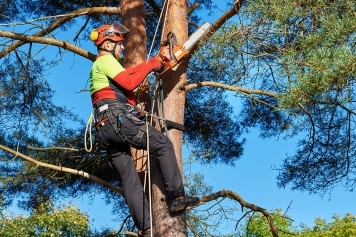 Arborist Services & Tree Health Care service image