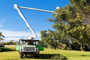 blog image How to Prepare Your Trees for Hurricane & Storm Season