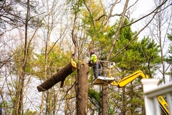 blog image Why DIY Tree Removal Can Be Dangerous (And What to Do Instead)