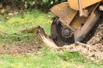 blog image Stump Grinding vs. Stump Removal: Which Option Is Best for You?