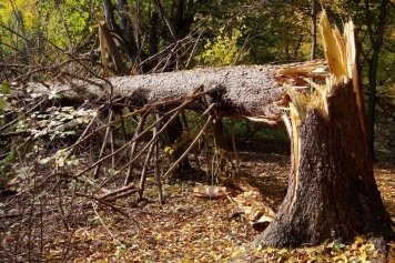 blog image Emergency Tree Removal: What to Do After a Storm