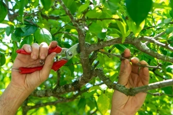 blog image The Benefits of Regular Tree Trimming for a Healthy Landscape