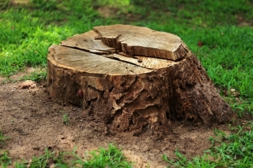 Stump Grinding & Removal service image