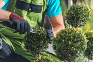 Tree Trimming & Pruning service image