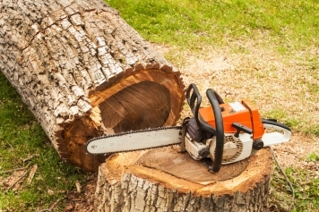 Tree Removal service image