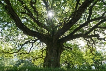 blog image How Overgrown Trees Can Damage Your Home & What to Do About It