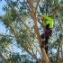 The Importance of Hiring a Certified Arborist for Tree Care related image