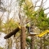 Why DIY Tree Removal Can Be Dangerous (And What to Do Instead) related image