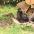 Stump Grinding vs. Stump Removal: Which Option Is Best for You? related image