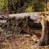 Emergency Tree Removal: What to Do After a Storm related image