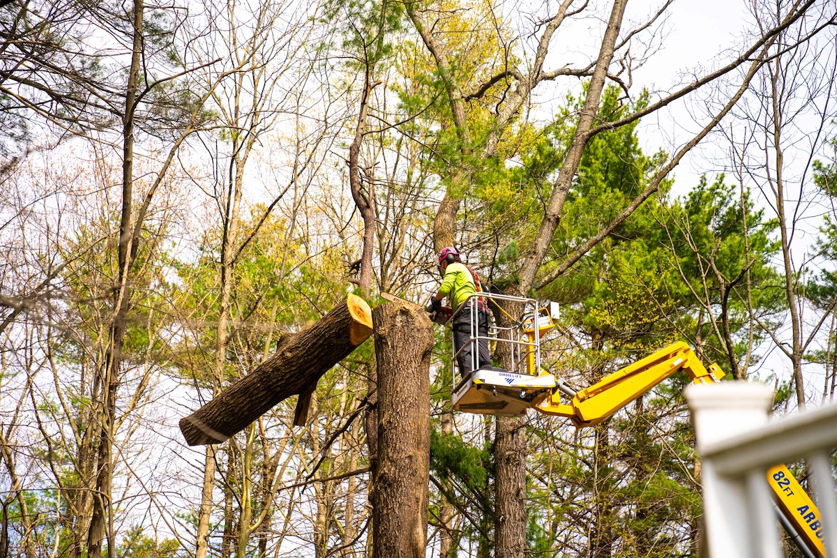 Why DIY Tree Removal Can Be Dangerous (And What to Do Instead) hero image