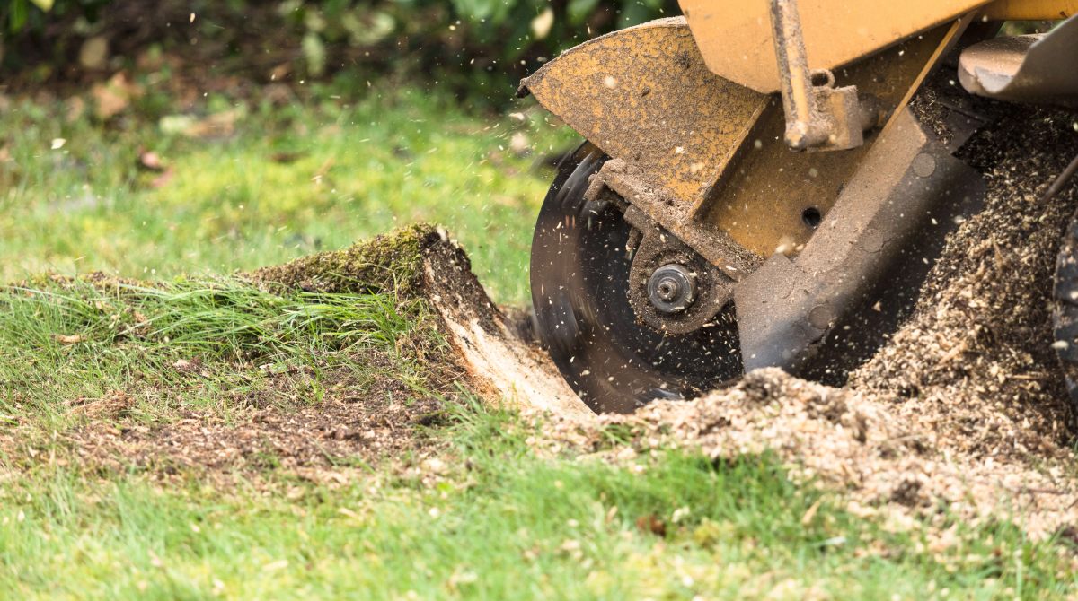 Stump Grinding vs. Stump Removal: Which Option Is Best for You? hero image