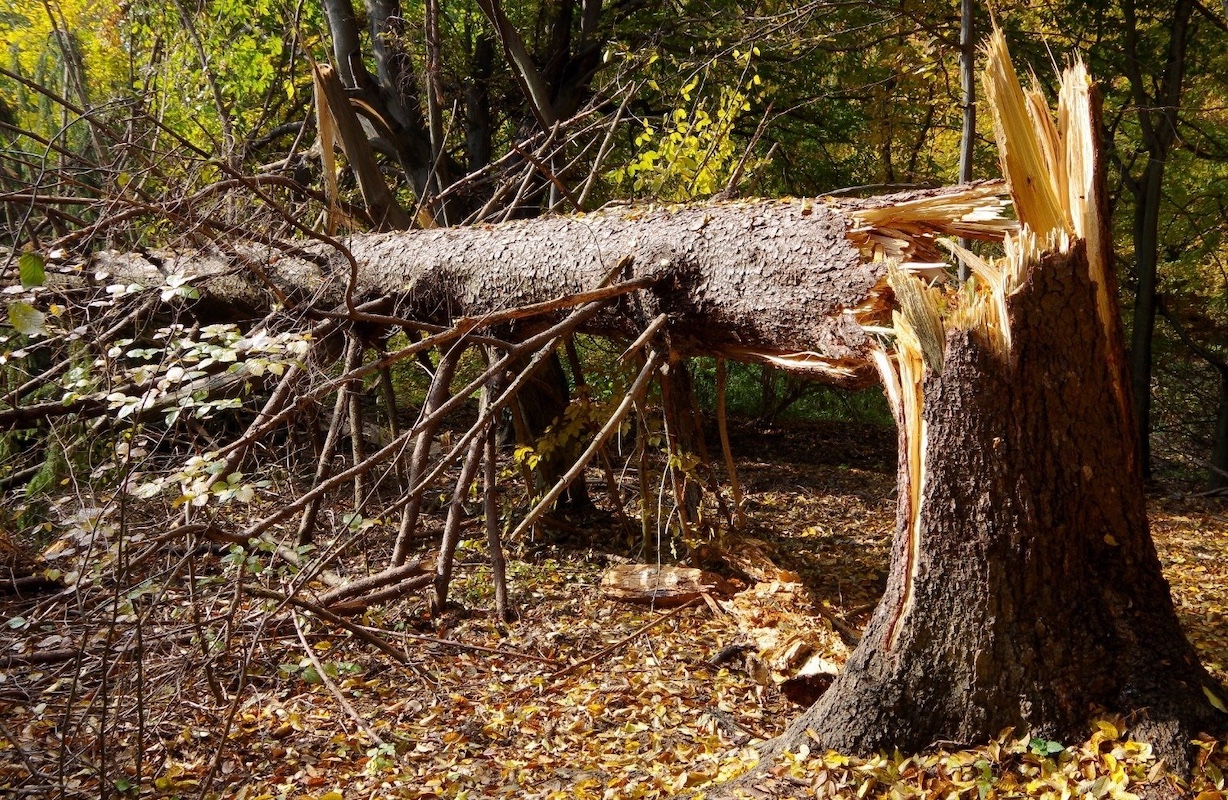 Emergency Tree Removal: What to Do After a Storm hero image