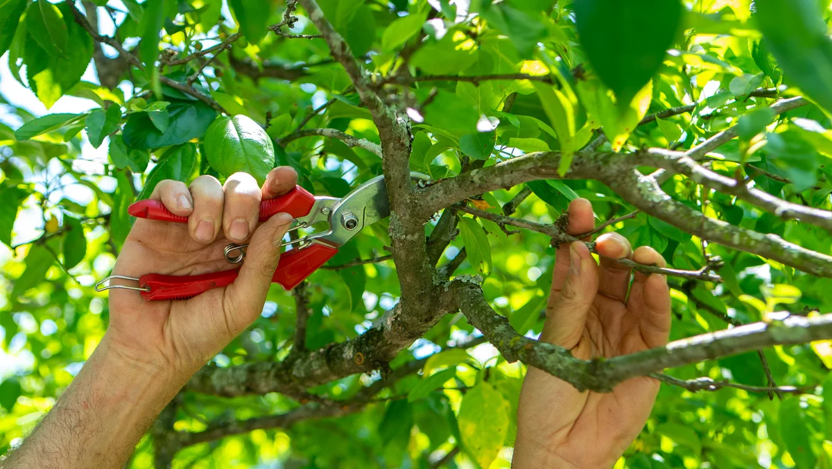 The Benefits of Regular Tree Trimming for a Healthy Landscape hero image