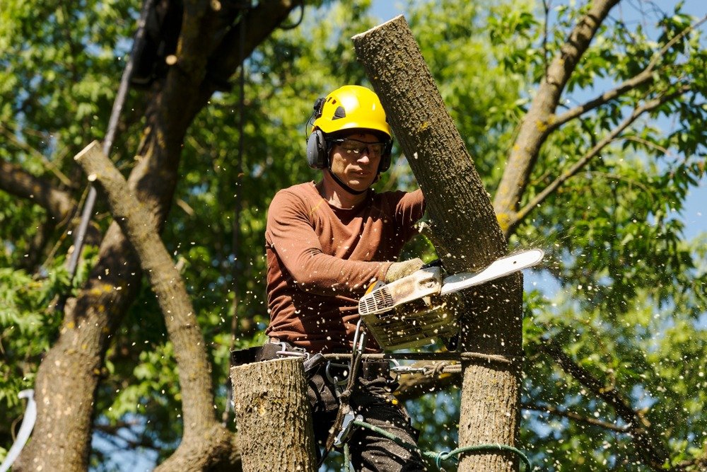 Top Signs It’s Time to Remove a Tree from Your Property hero image